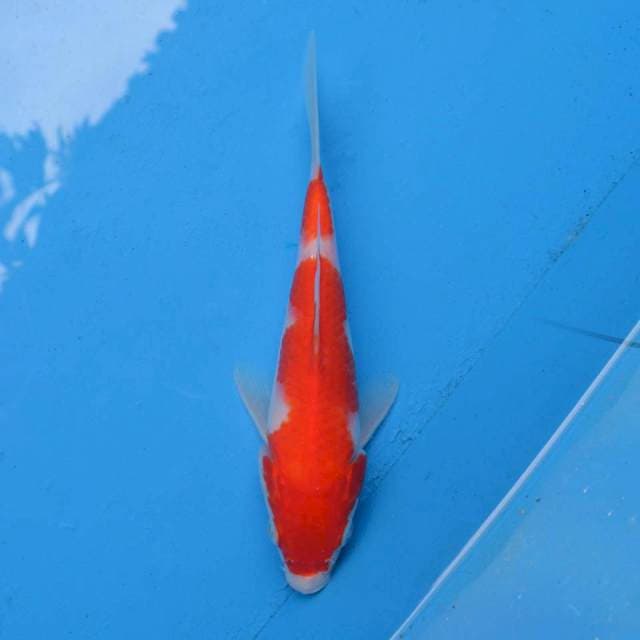 Nidan Kohaku F1
