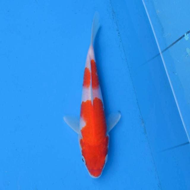 Nidan Kohaku F1