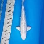 platinum ginrin super white diamond 30 cm