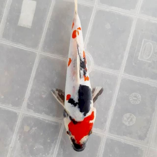 Kindai doit 17 cm