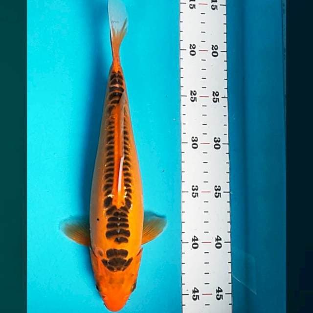 Shusui 29cm