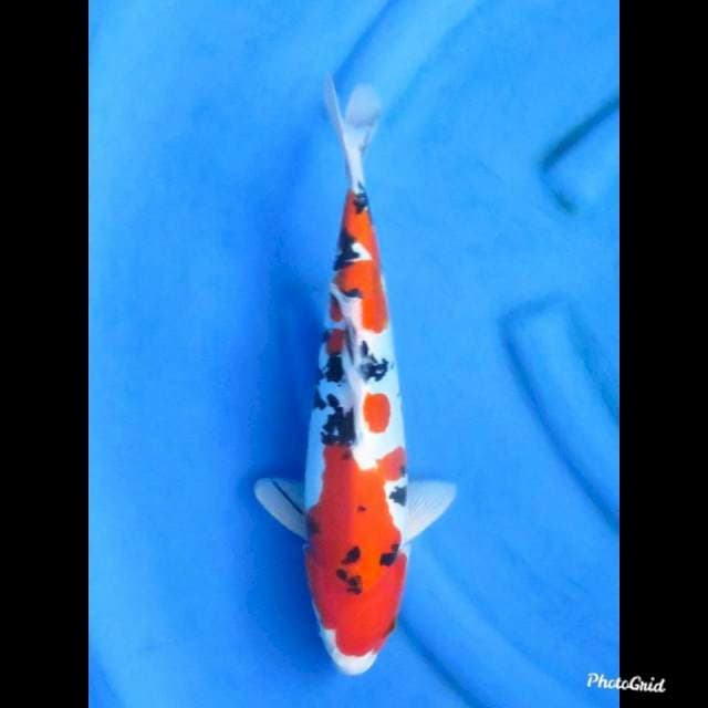 SANKE DOITSU MURNI , 36cm