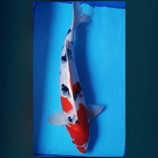 Sanke sisik 56cm male