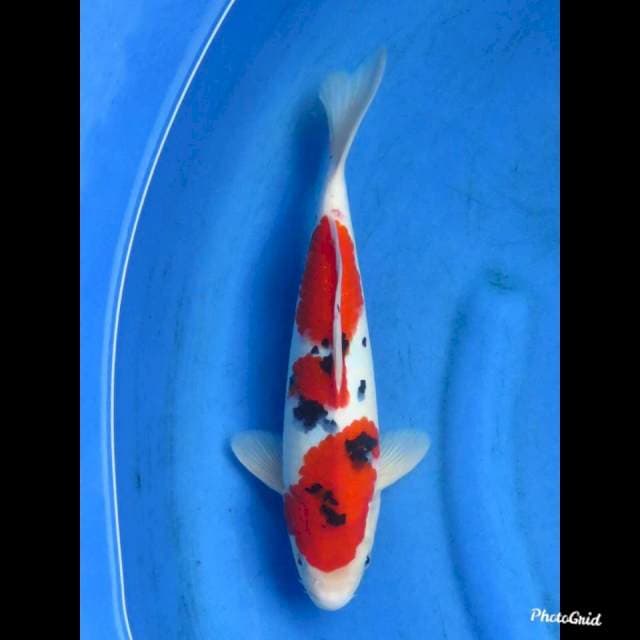 SANKE F1 , 34cm