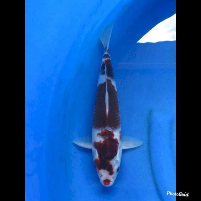 ANGGUR MERAH , 34cm 