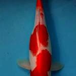Kohaku 35 cm up Female