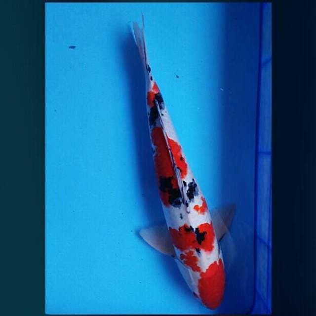 Sanke strong 49cm male