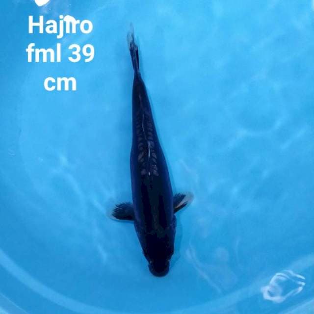 Hajiro fml 39 cm
