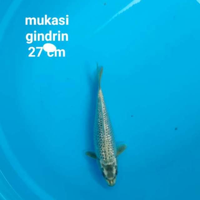 Mukasi gindrin 27 cm