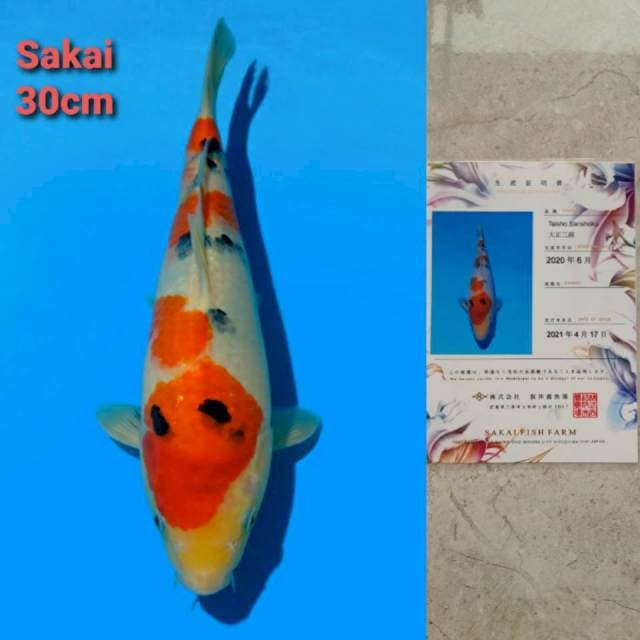 Sakai Sanke Certi