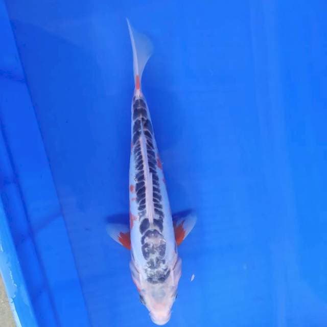 Shusui 30cm