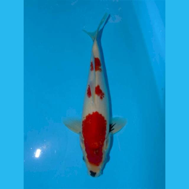 Tategoi Showa jantan 30cm
