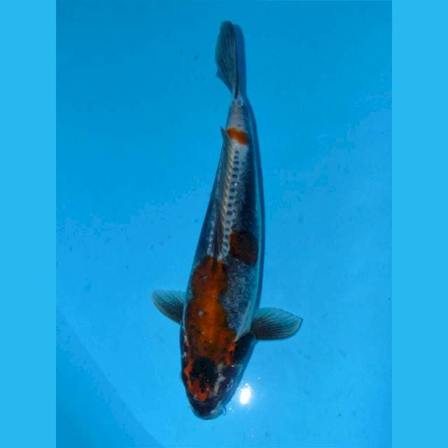 Kiko Jantan Berpunuk 34cm