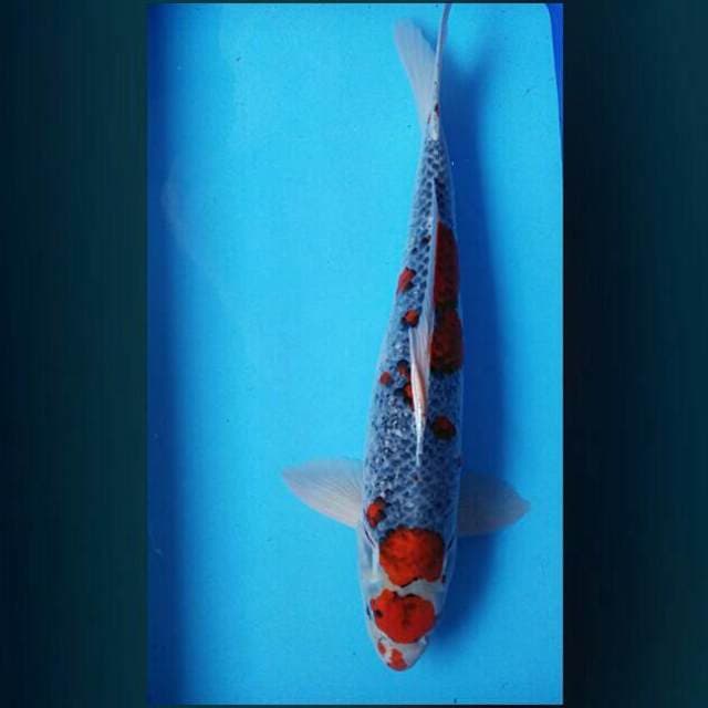 Goshiki 50cm male