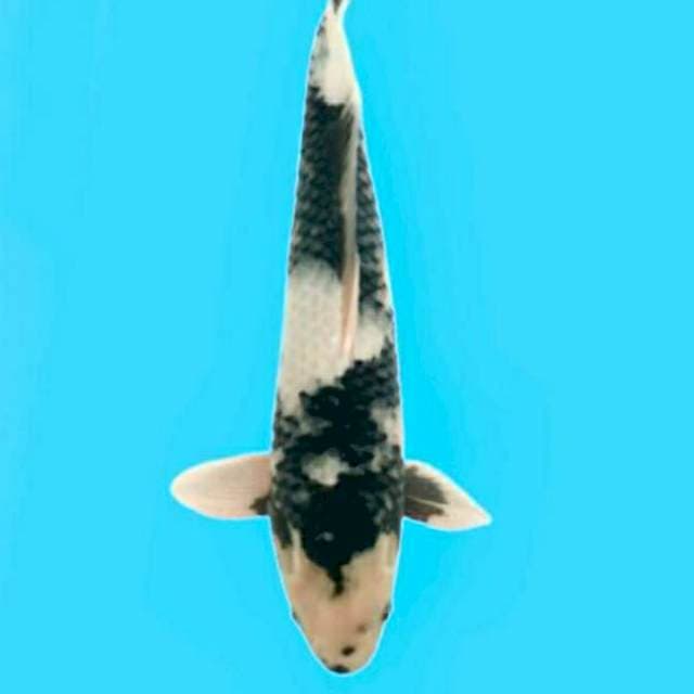 Shiro 47cm Dainichi Koi Farm 