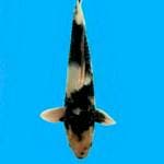 Shiro 47cm Dainichi Koi Farm 