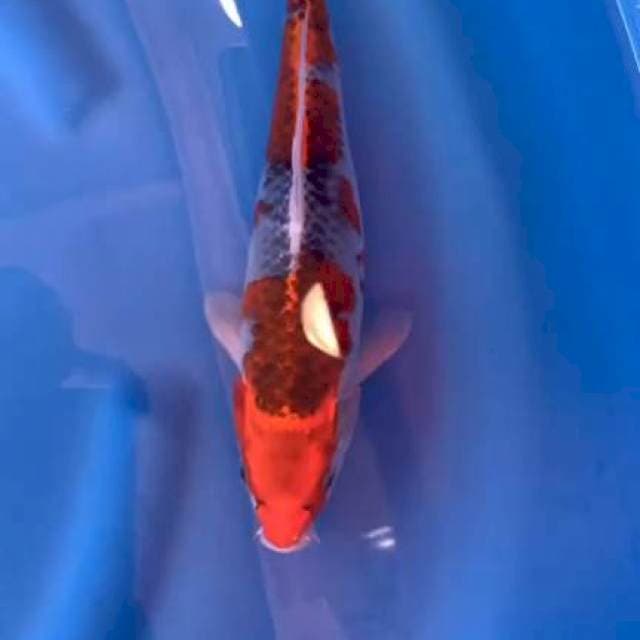 Goshiki 32cm