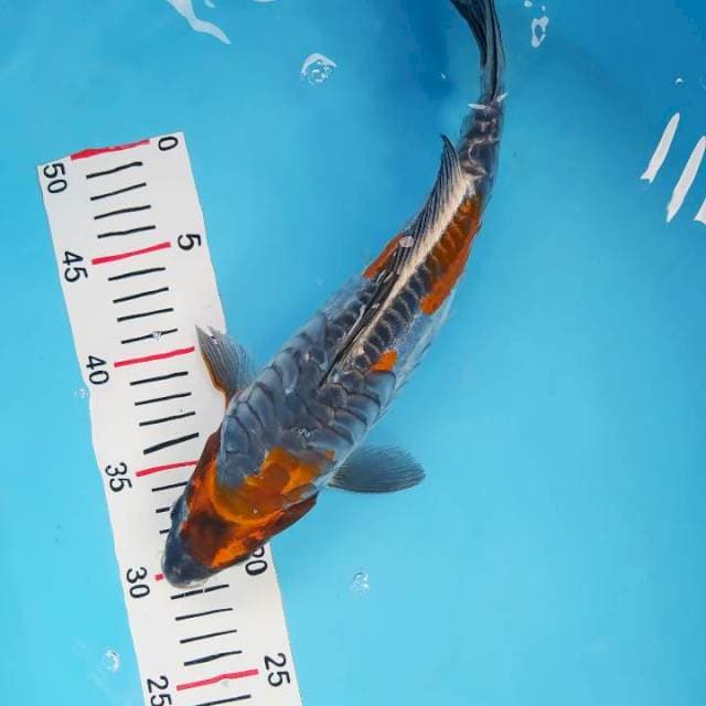 Kikokuryu 33 cm