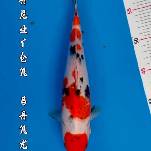 MARUTEN SANKE ORI