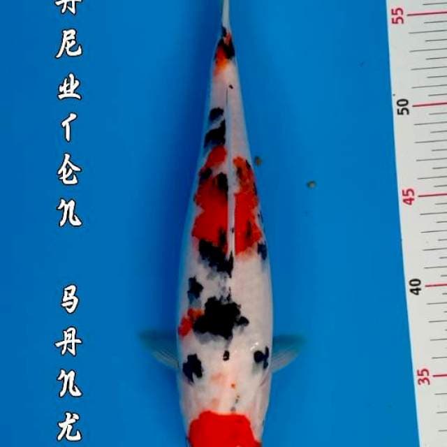 MARUTEN SANKE ORI
