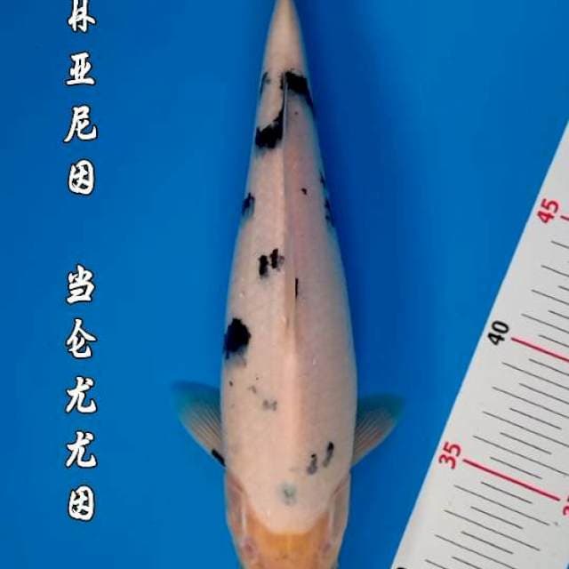 SHIRO BEKKO