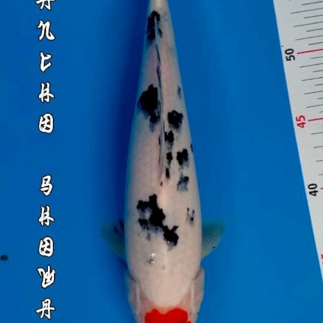 TANCHO SHOWA ORI