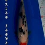 TANCHO SHOWA ORI