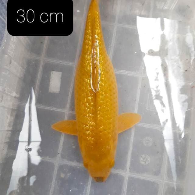 Full ginrin 30 cm