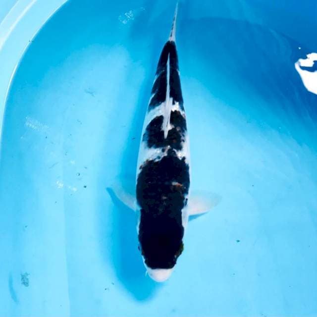Budo Goromo, 35 cm