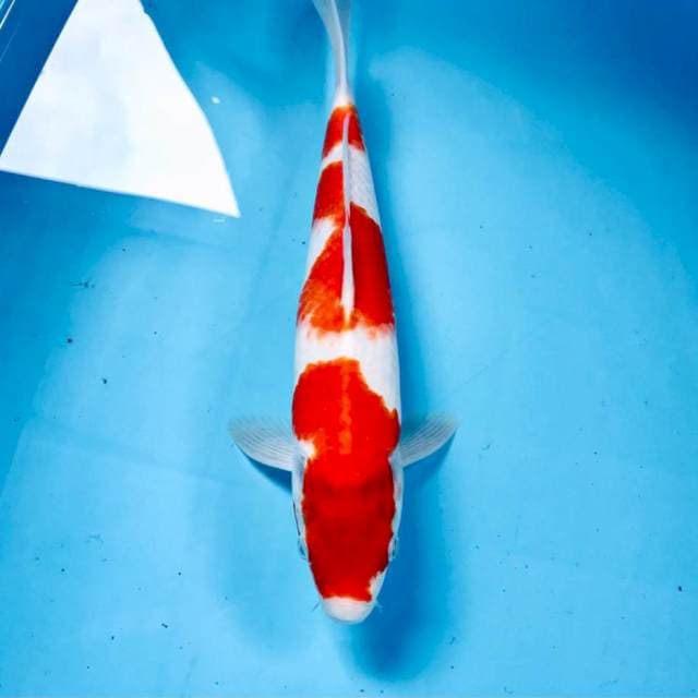 Kohaku, 32 cm