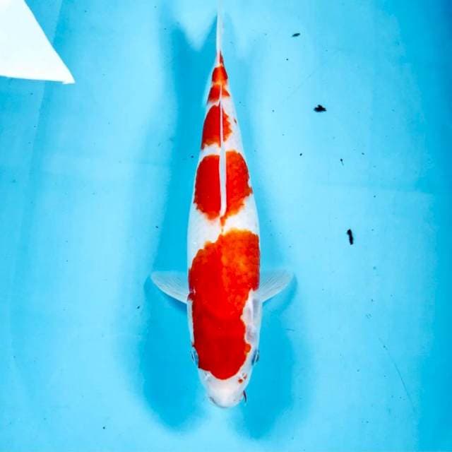 Kohaku, 31 cm
