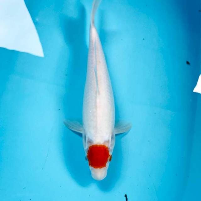 Tancho Kohaku, 32 cm
