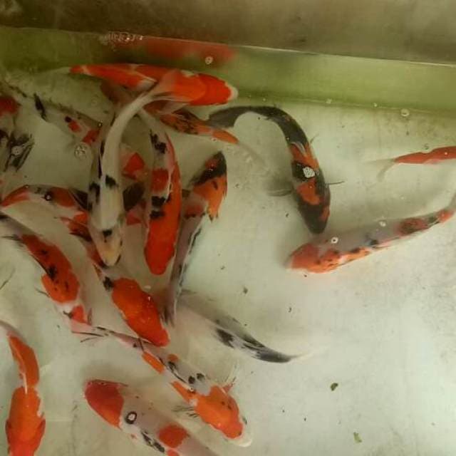 Mix 20 ekor 25-27 cm
