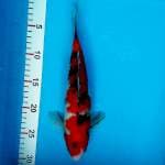 Sanke 29cm