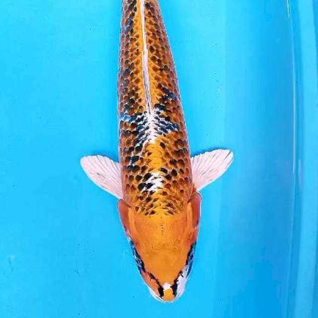 Kujaku male 45 cm