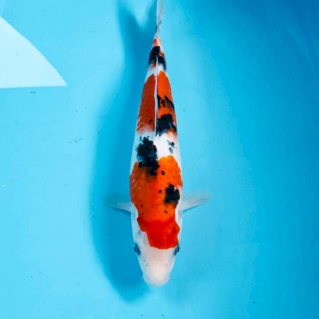 Sanke, 27 cm