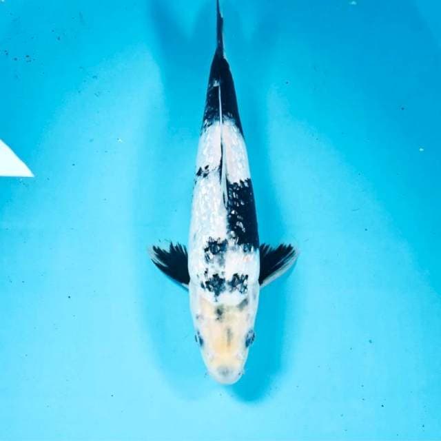 Shiro Ginrin, 27 cm