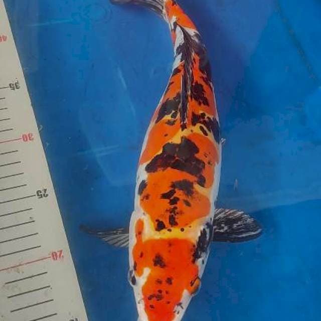 Showa doitsu murni 36cm