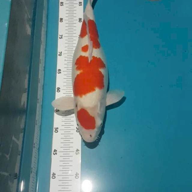 KOHAKU