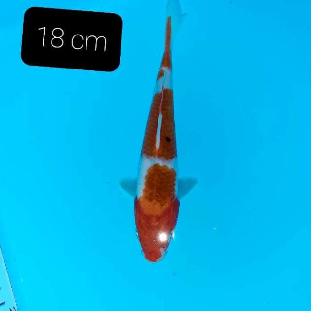 Goromo 18 cm