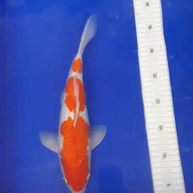 Kohaku 32