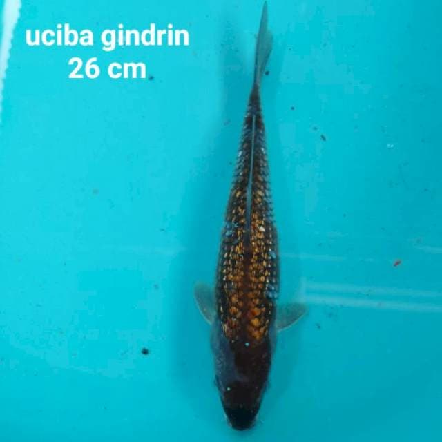 Uchiba gindrin 26 cm