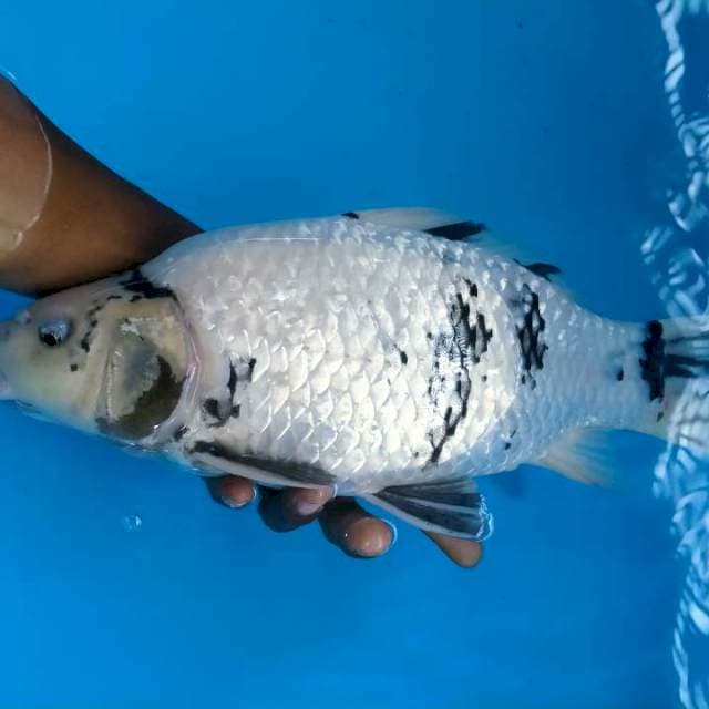 Siro munuk unta arab 39 cm