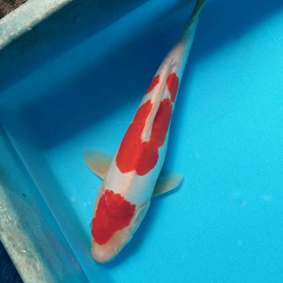 Sandan kohaku doitsu
