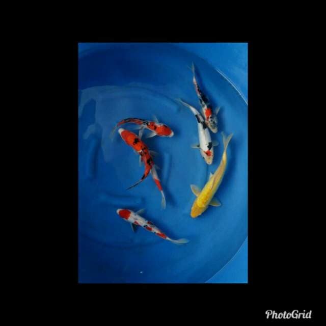 Mix koi rame 26-35cm