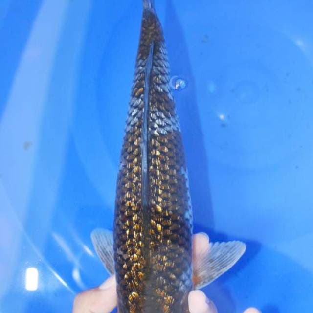 Ochiba gindrin 30cm