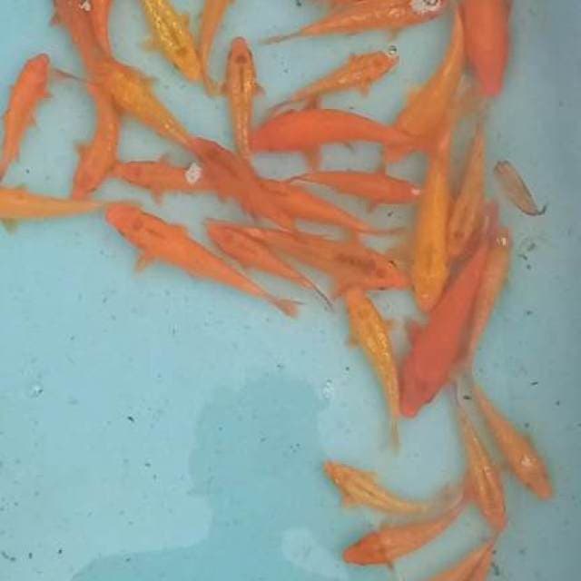 Paket mix 30ekor