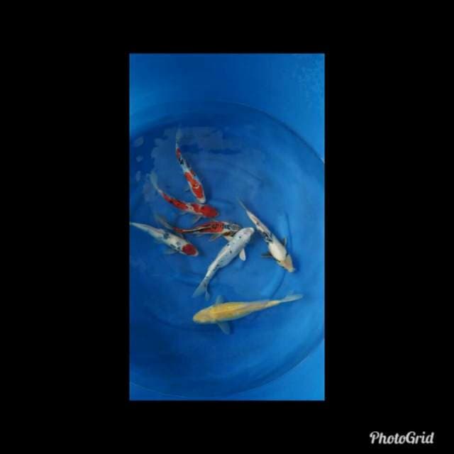 Mix koi jumbo 31-35cm