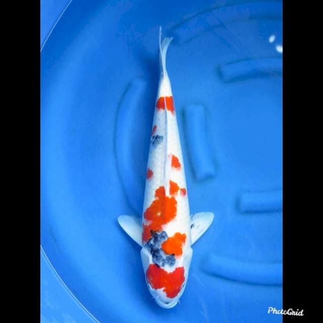 56cm , Male - Jumbo Kindai Showa