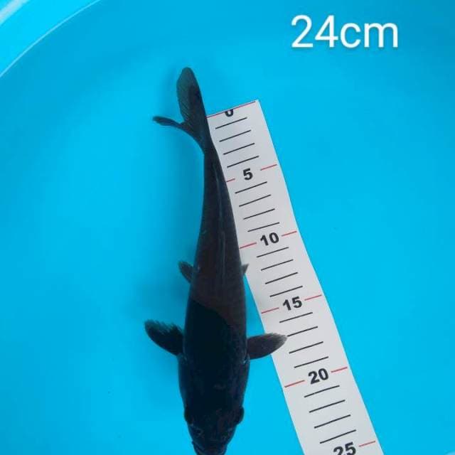 Black Chagoi 24cm